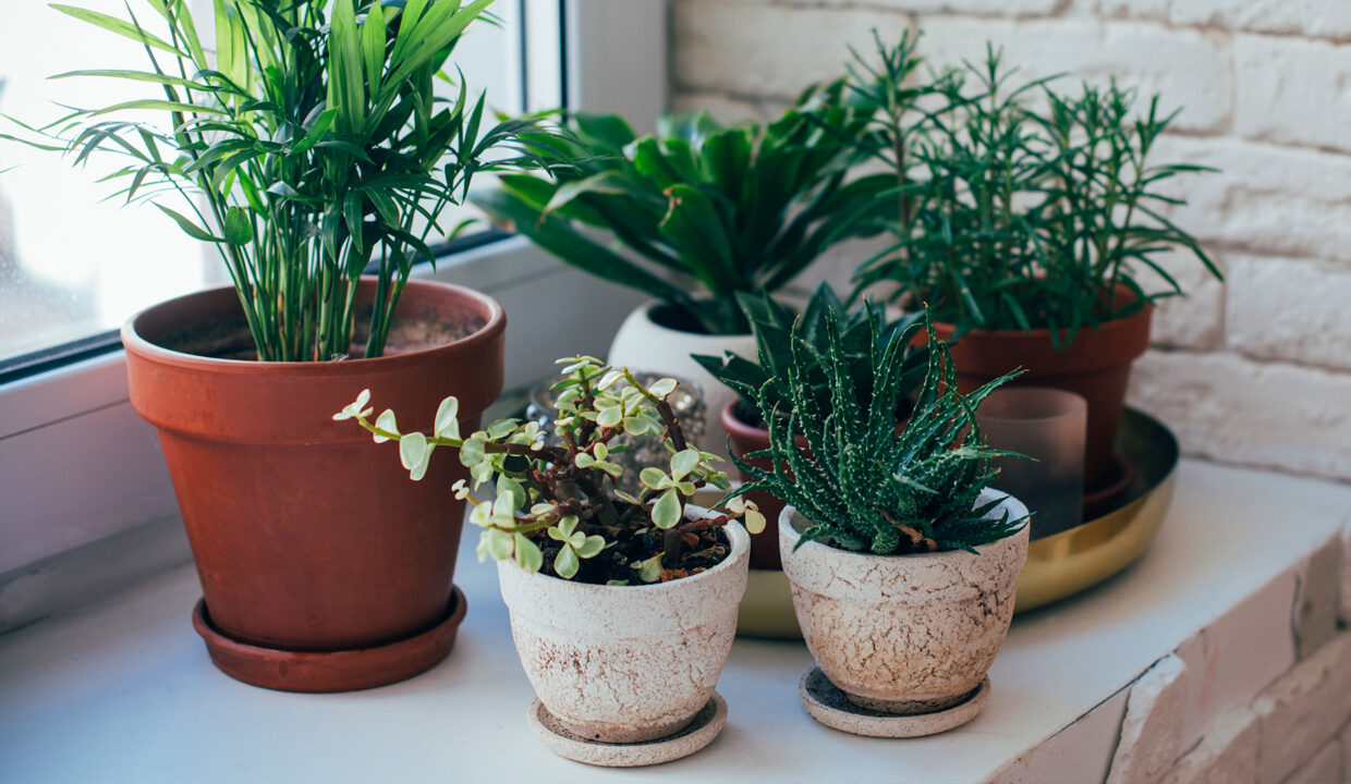 plantas em apartamento